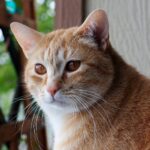 01 cat names nationalgeographic 1525054