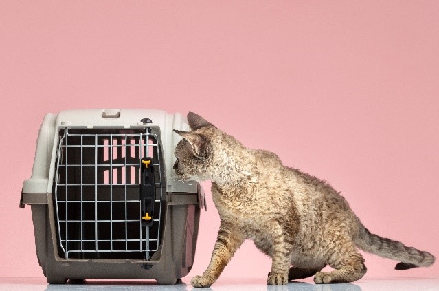 01 gatos al veterinario sin estres