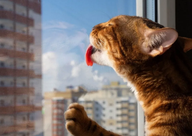 Cómo hacer que tu gato deje de arañar los espejos 1 1 1