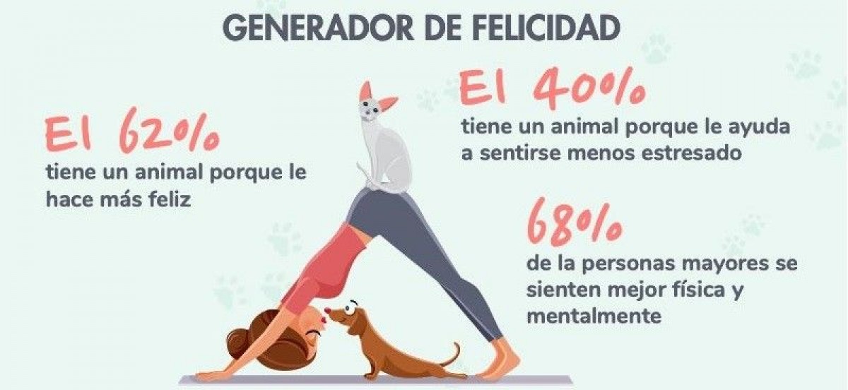 El impacto del entrenamiento positivo en el bienestar mental del gato 4 20191010093750saludmental1