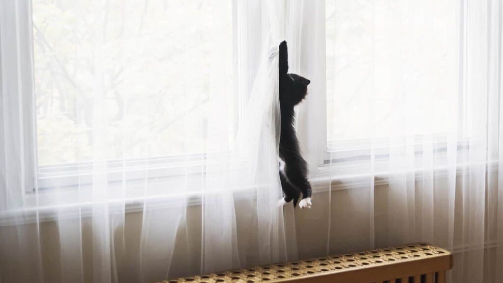 27c46ab30981 gato cortina t