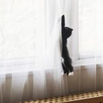 27c46ab30981 gato cortina t