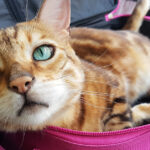 Entrenamiento positivo para gatos en viajes largos 6 3. Consejos para calmar a tu gato durante los viajes 1