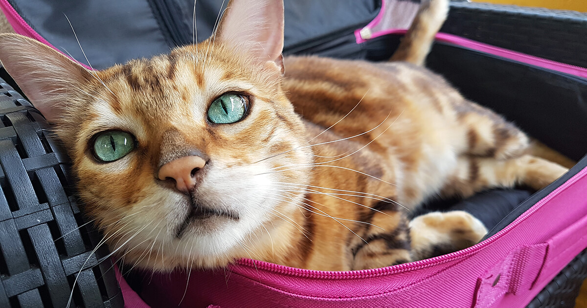Entrenamiento positivo para gatos en viajes largos 1 3. Consejos para calmar a tu gato durante los viajes 1