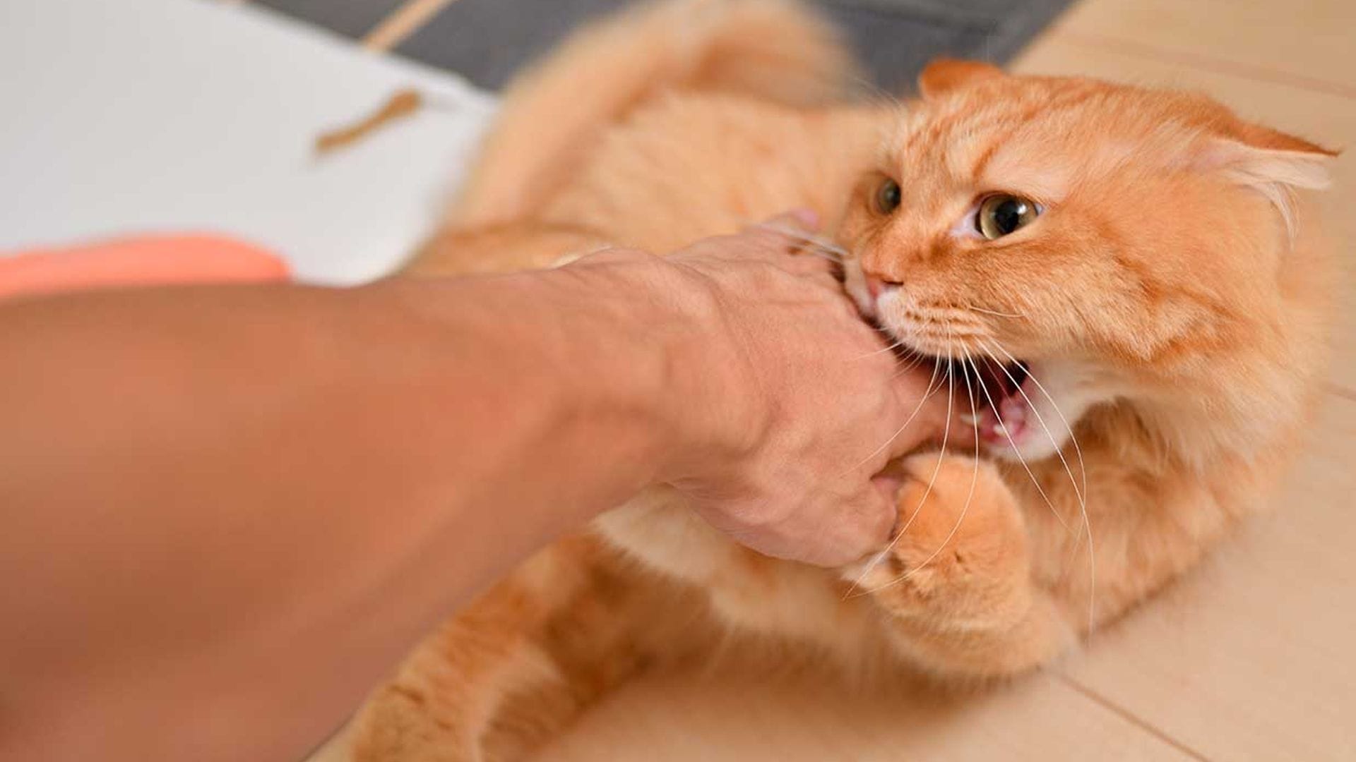 Cómo entrenar a tu gato a no morder cuando recibe caricias 1 34e5f3a145e7 gato muerde cuando acaricio t
