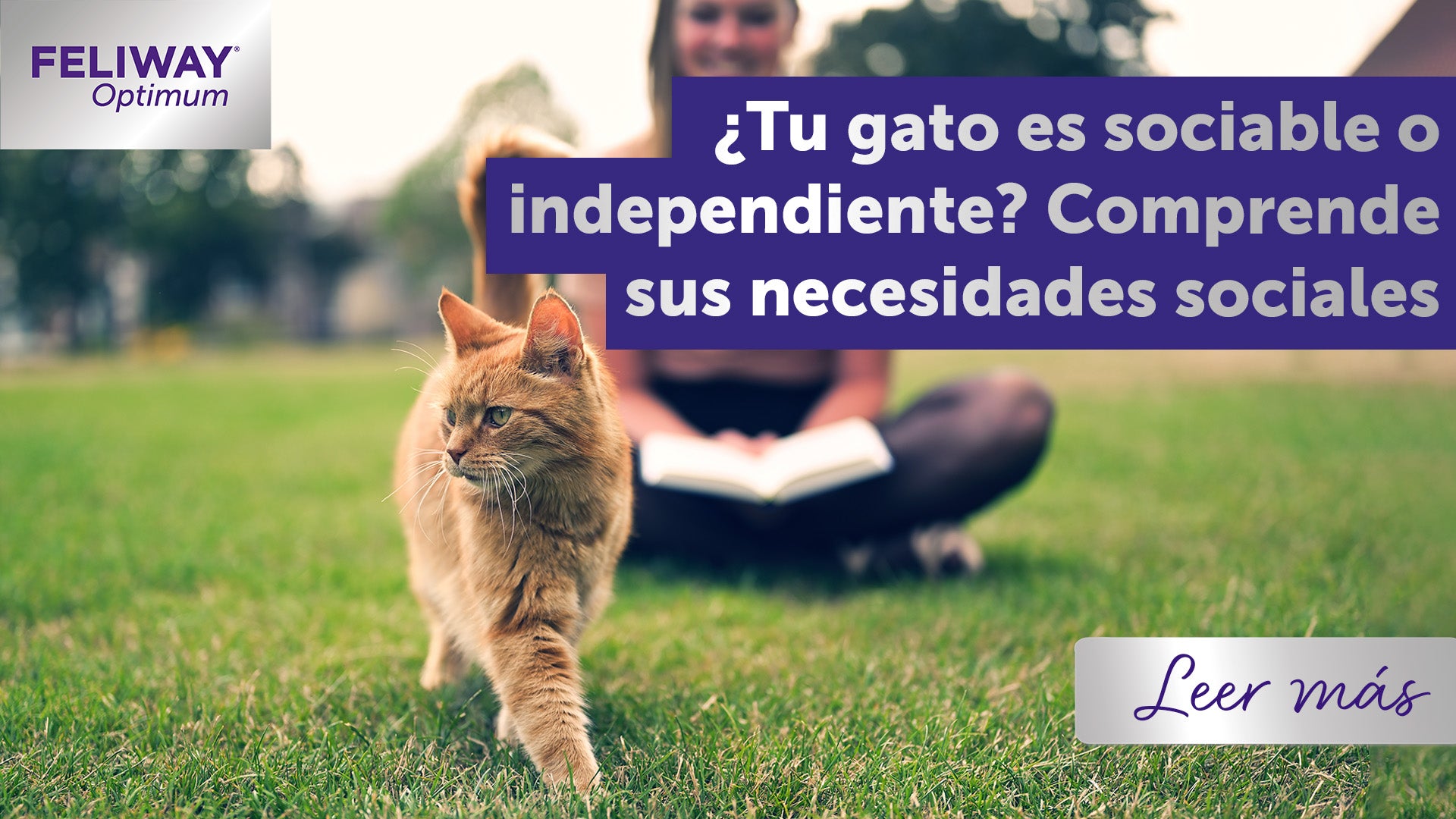 Consejos para que tu gato acepte los cambios en su entorno social 3 4. 2024 agosto cabecera