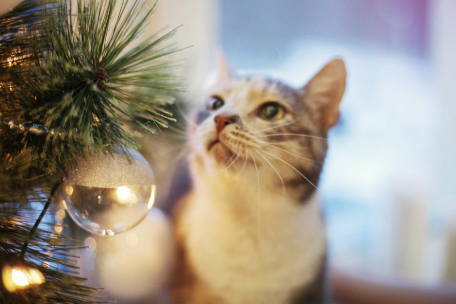5 consejos para mantener a tu gato alejado del arbol de navidad