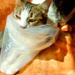 573b4 4c58 c600 3da4 3a5e0cb68ea0 Existen varias razones por las que un gato mastica o lame bolsas de plastico
