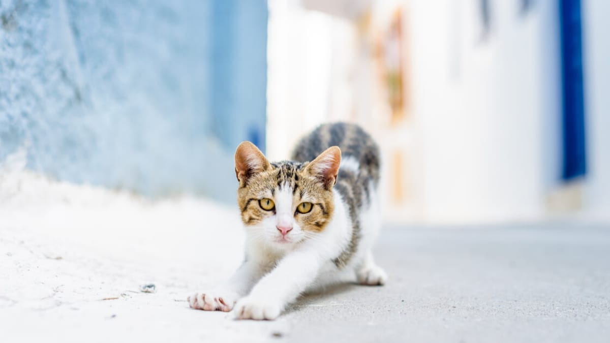 Consejos para entrenar a tu gato para que no huya al abrir la puerta 4 5d53e5f818535525753891