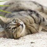 6 tips para tratar un mal comportamiento en tu gato 1