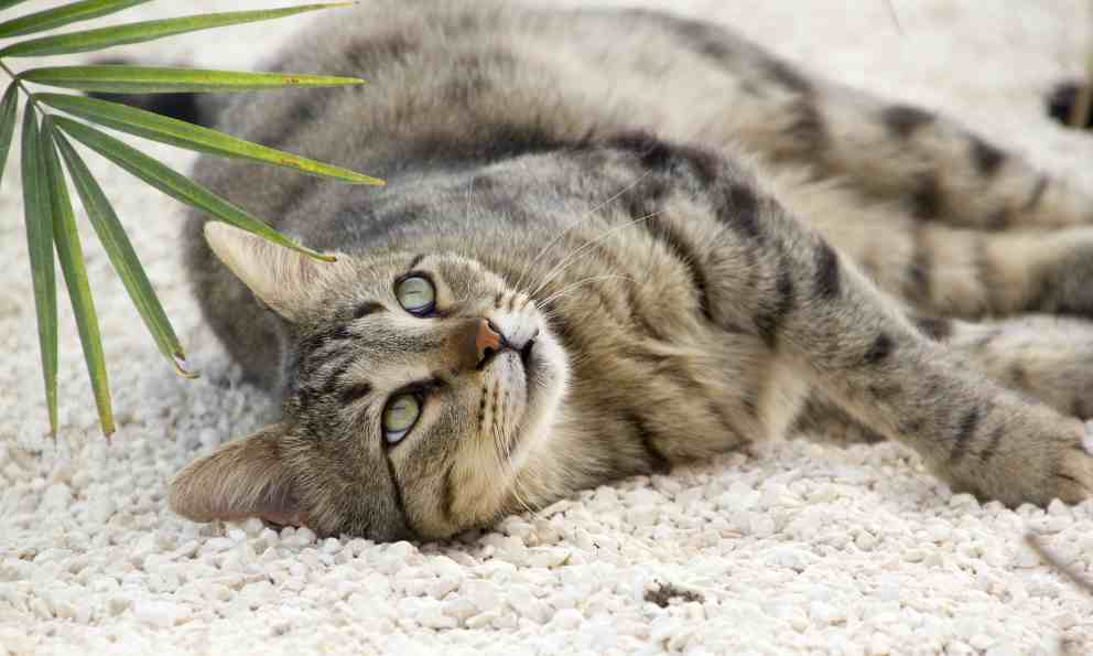6 tips para tratar un mal comportamiento en tu gato 1