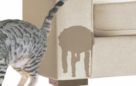Cómo evitar que tu gato marque con orina usando refuerzo positivo 4 635c8d07eeca9