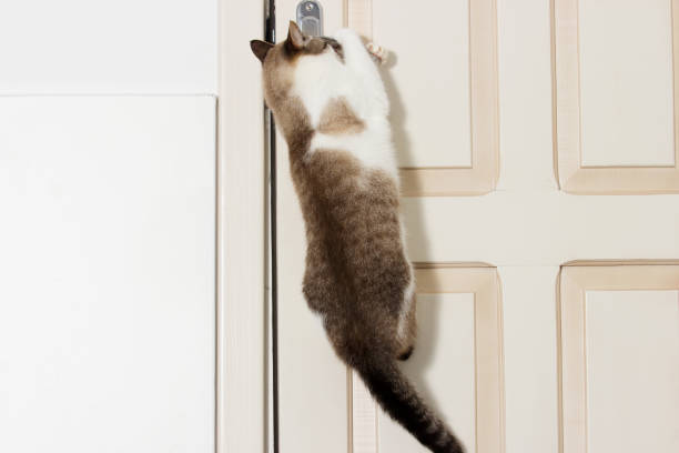 Cómo evitar que tu gato se obsesione con abrir puertas 2 65f3084c441d1