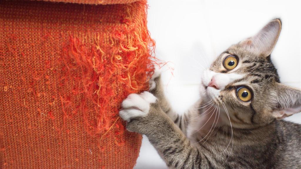 Cómo enseñar a tu gato a no tirar objetos de las mesas y estanterías 3