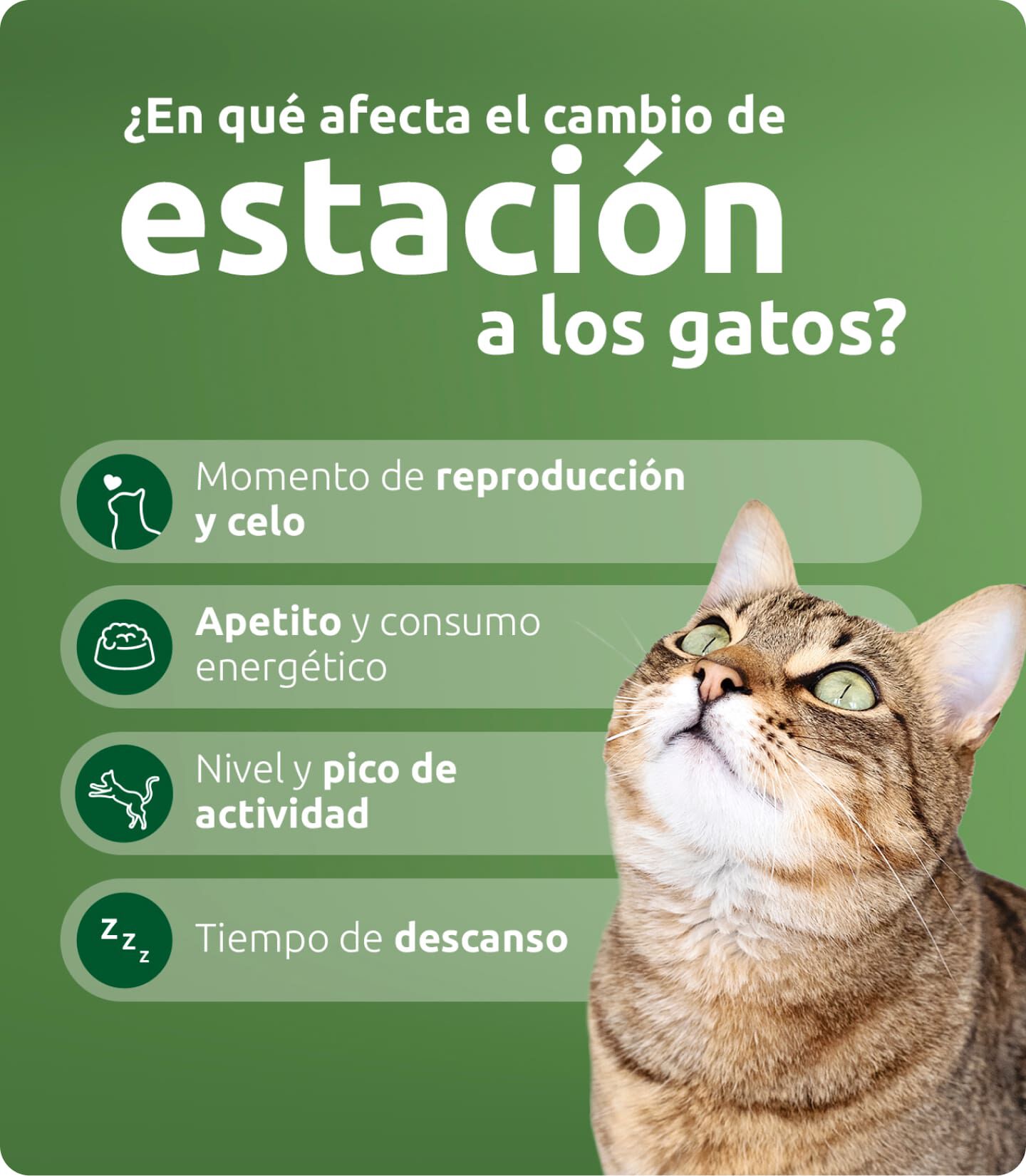 ART Comportamiento gato estacion IFG 1