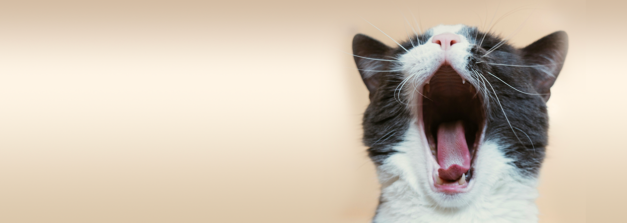 ART Gato no juega con sus juguetes Rectangle
