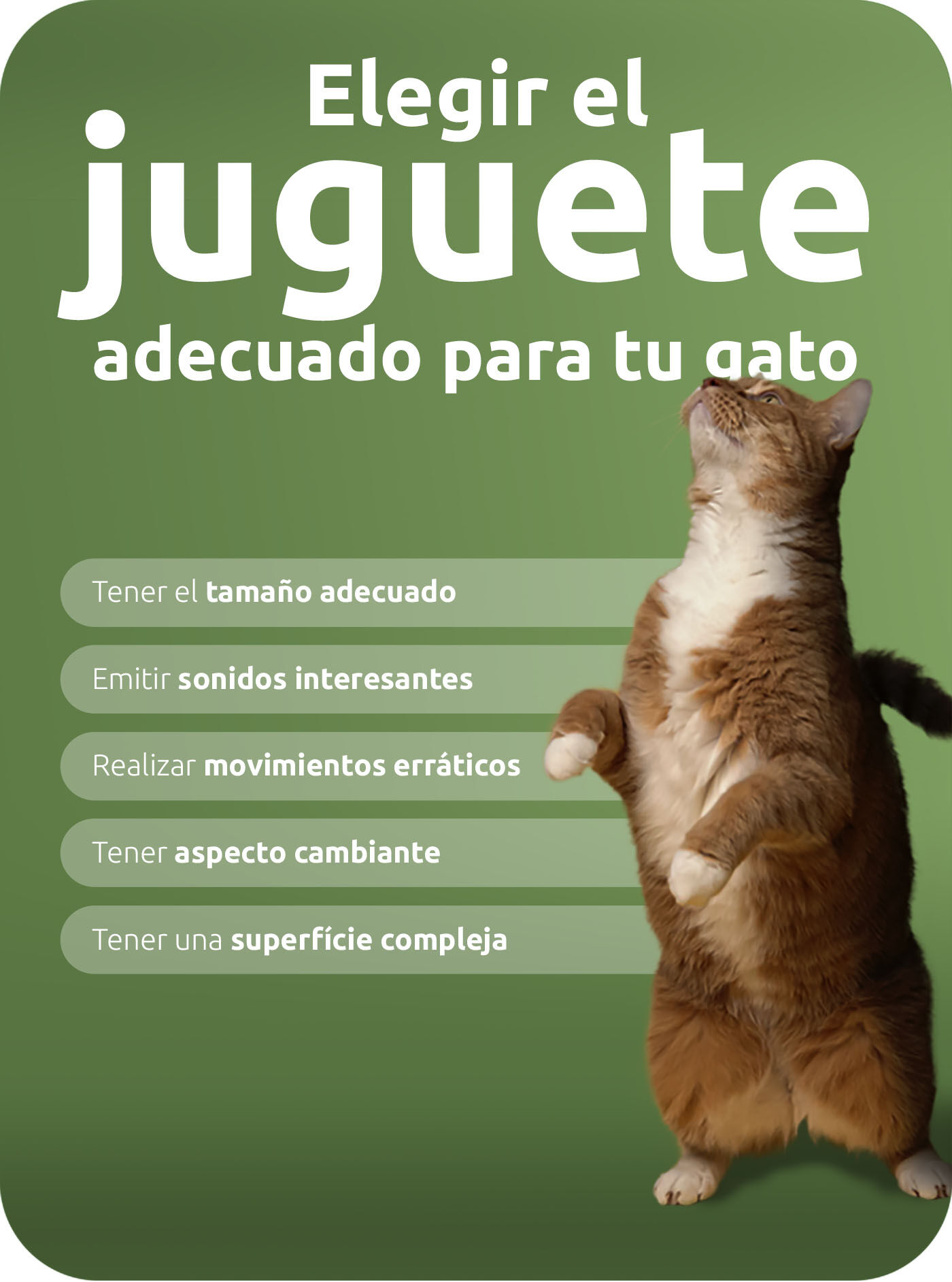 ART Juegos con tu gato 3 IFG 4