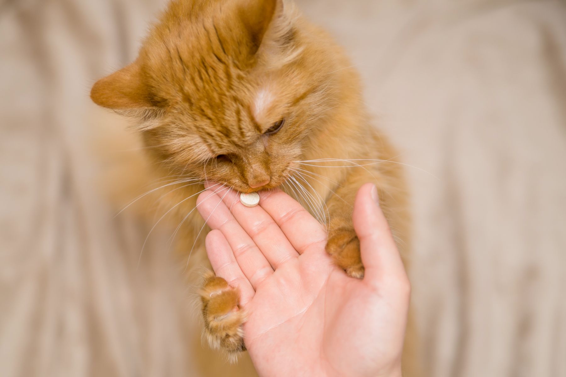 Cómo crear un espacio tranquilo para reducir el estrés en tu gato 4 Analgesicos para gatos