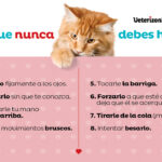 B ARTICULO Como acariciar a un gato NEW 03 1