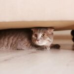 BLOG 3 RAZONES POR LAS QUE MI GATO SE ESCONDE 2