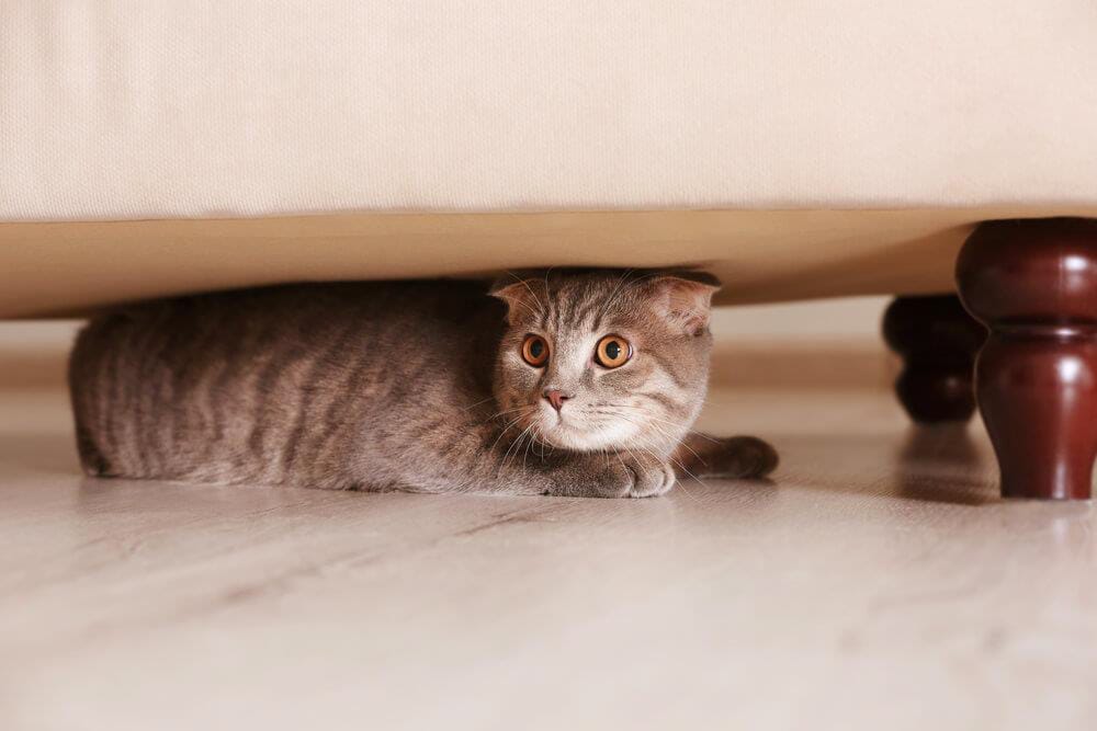 Gato 2 BLOG 3 RAZONES POR LAS QUE MI GATO SE ESCONDE 2