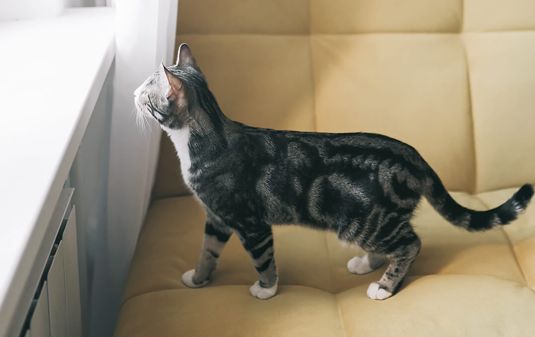 Blog WeCanLa Colina Veterinarios 0073 F