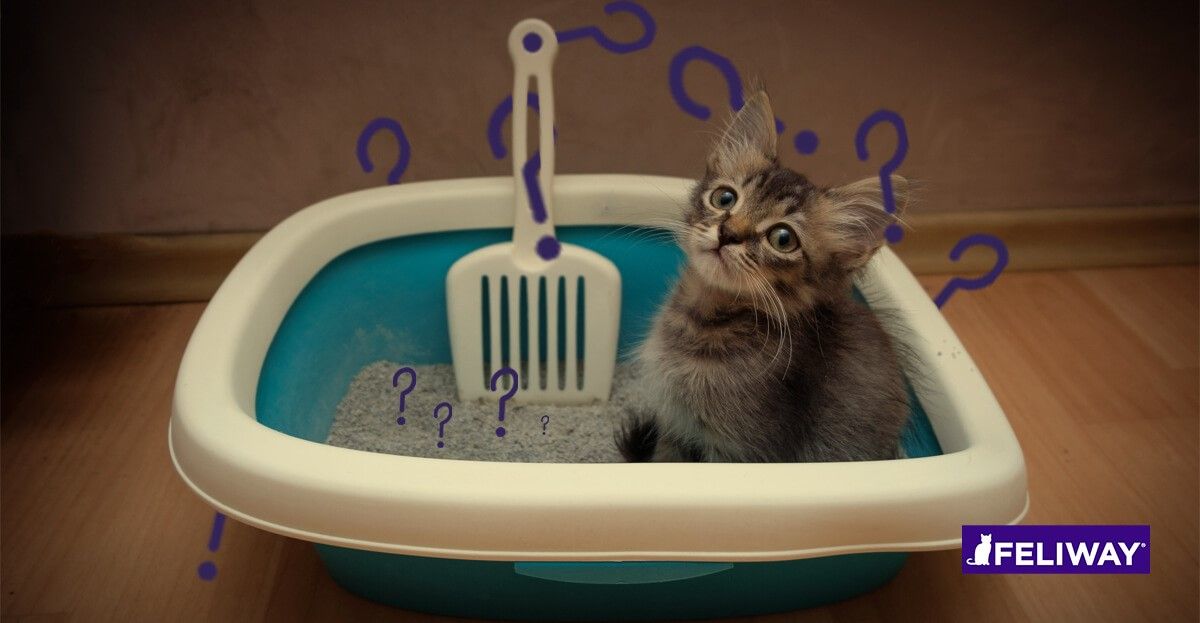 Entrenamiento positivo para gatos que deben adaptarse a vivir en un balcón 4 C C3 B3mo 20ense C3 B1ar 20a 20gatito 20usar 20arenero 200