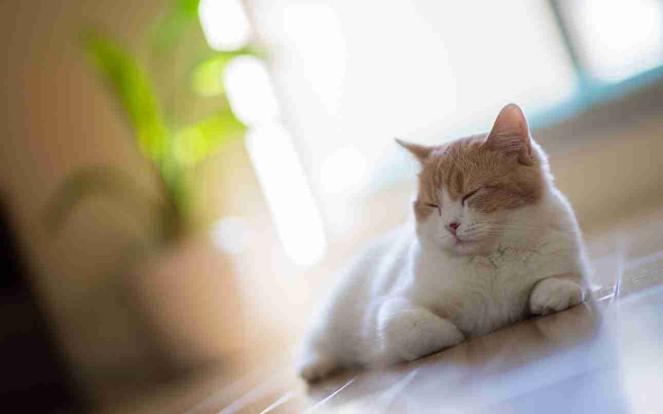 Cat on the floor 7 2