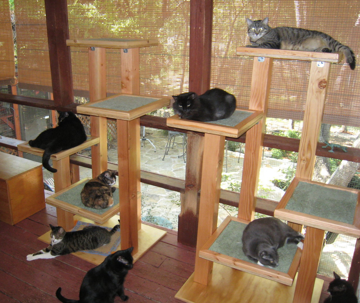 Cat trees2 lg