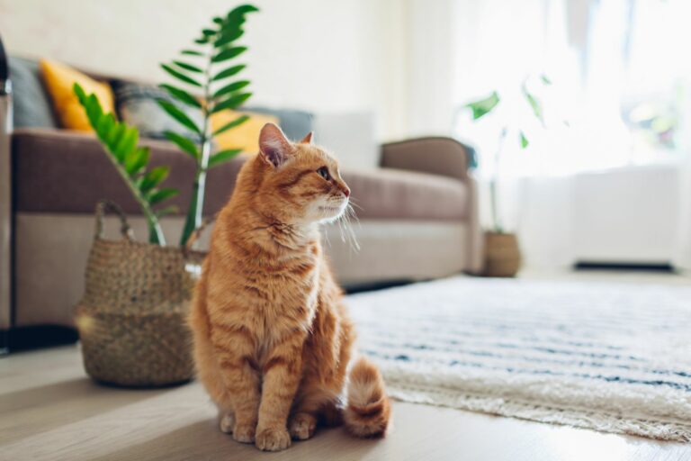 Cómo socializar a un gato que nunca ha vivido con humanos 3 Como acostumbrar a tu gato a la rutina despues del confinamiento 1