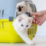 Como adaptar un gato a una nueva casa