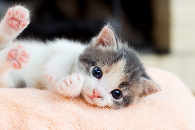 Como adaptar un gato a una nueva casa 2