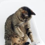 Como cansar a mi gato de manera saludable scaled 1