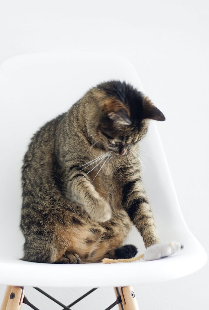 Como cansar a mi gato de manera saludable scaled 1