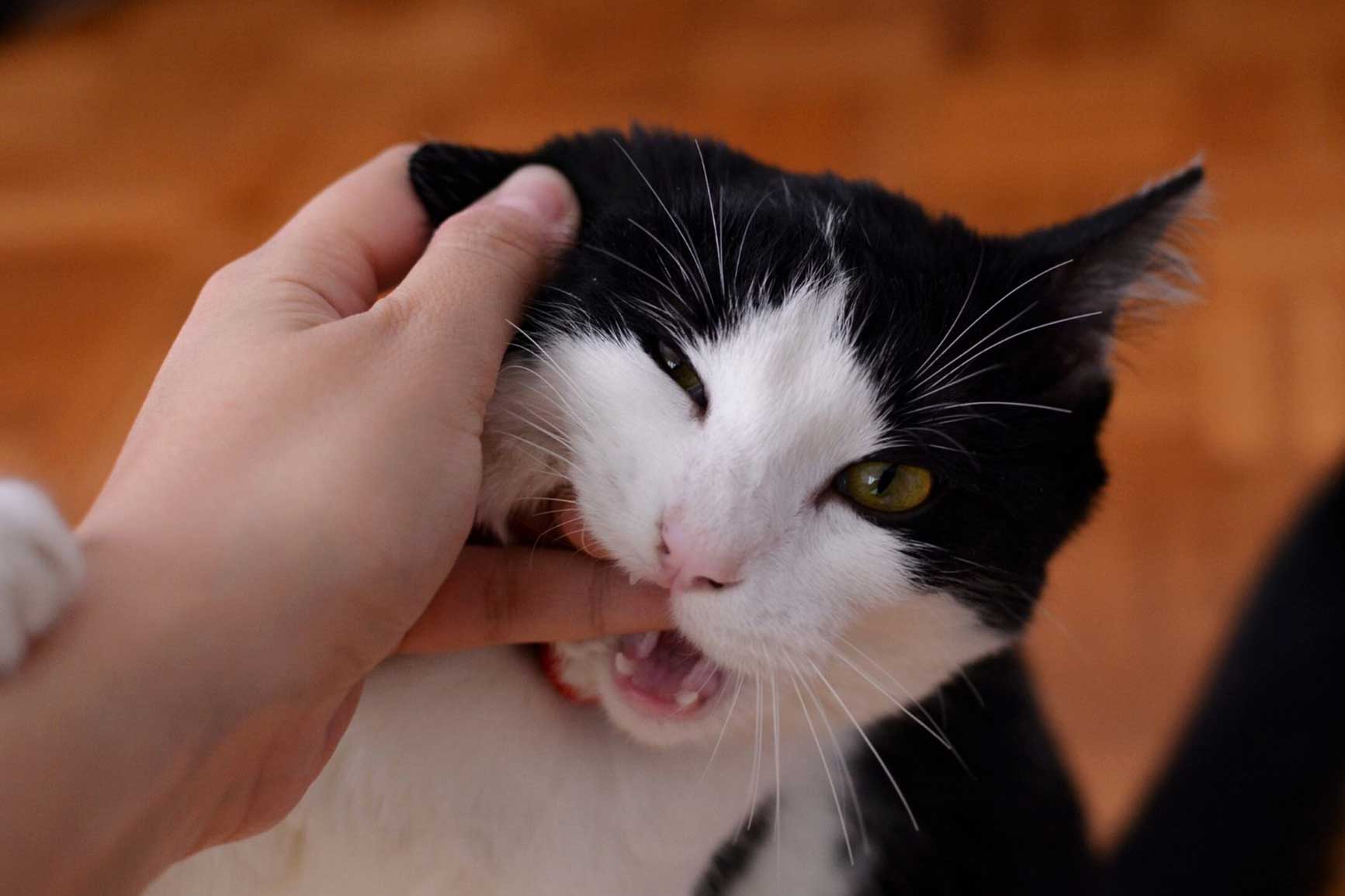 Como ensenar a tu gato a no morder blog de Pampermut