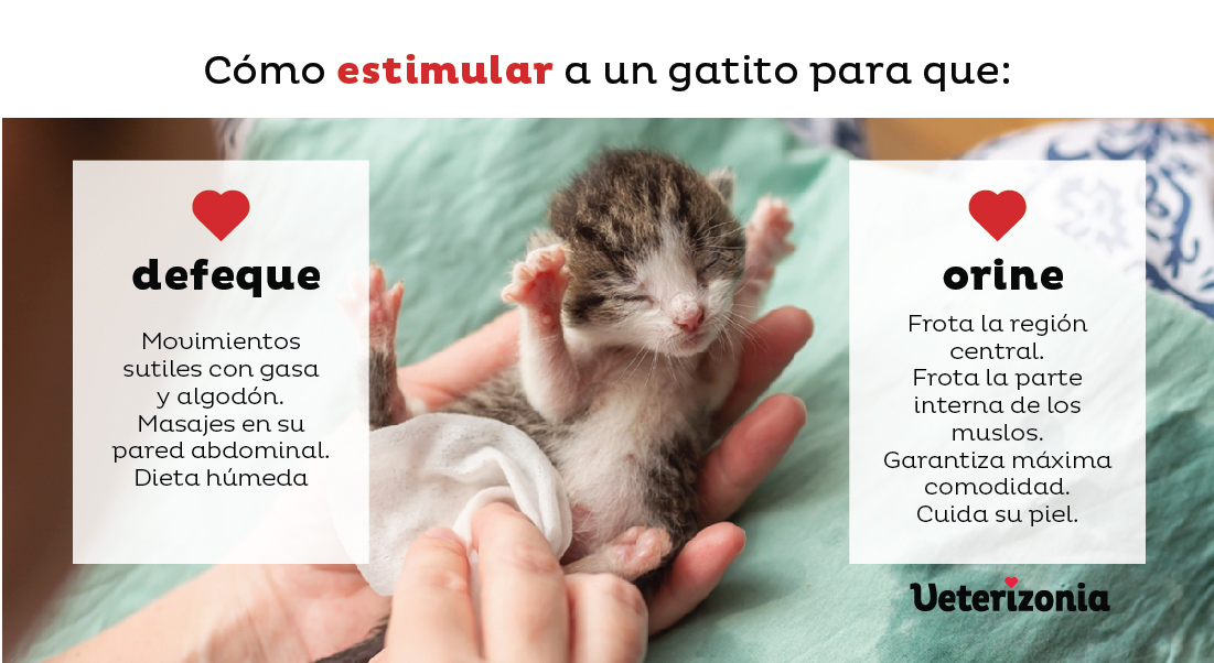 Como estimular a un gatito para que haga sus necesidades 02