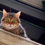 Como evitar que los gatos caigan desde la ventana terraza o balcon