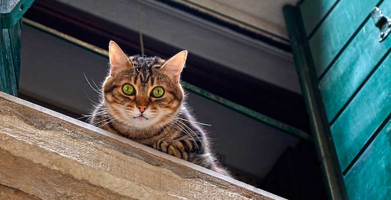 Cómo acostumbrar a un gato a ver otras mascotas por la ventana 1 Como evitar que los gatos caigan desde la ventana terraza o balcon