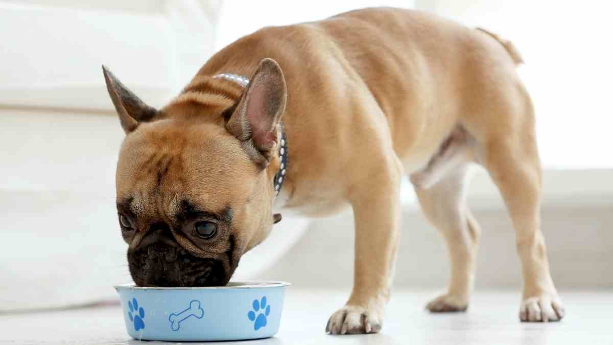 Como evitar que mi perro se vuelva agresivo con la comida