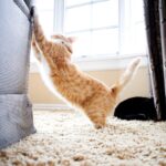 Como evitar que tu gato arane las puertas 2