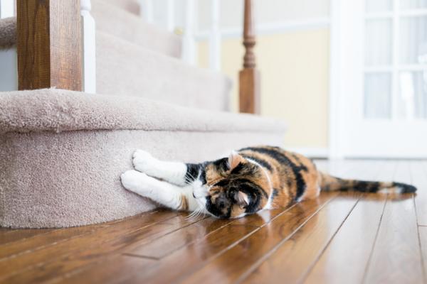Consejos para entrenar a tu gato para que no huya al abrir la puerta 3 Como evitar que tu gato arane las puertas 3