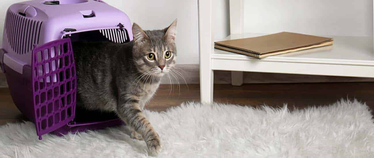 Como hacer una mudanza con gatos Destacada