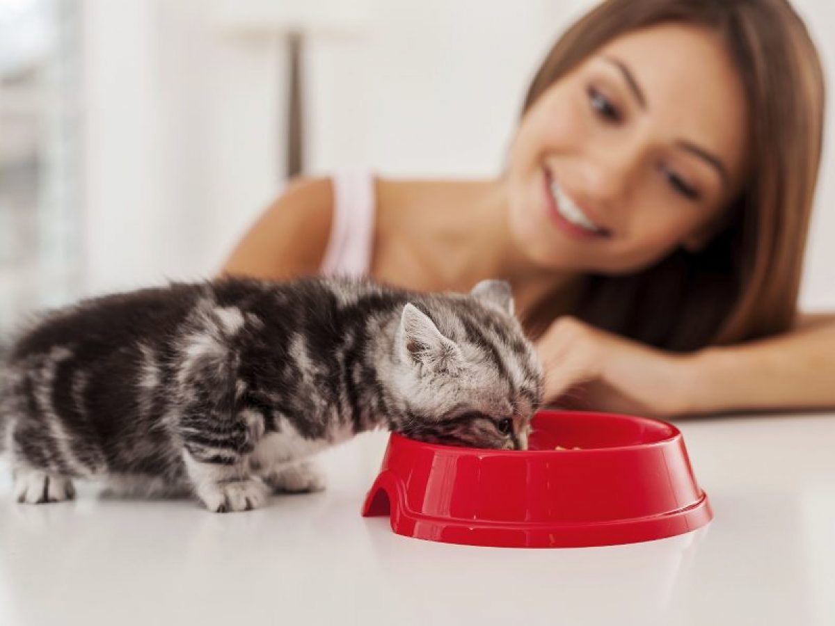 Como introducir un gato nuevo en casa 1200x900 1