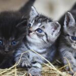 Consejos para entrenar a un gato a convivir en hogares compartidos 5 Como presentar a dos gatos que van a vivir juntos