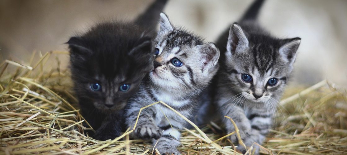 Gato 2 Como presentar a dos gatos que van a vivir juntos