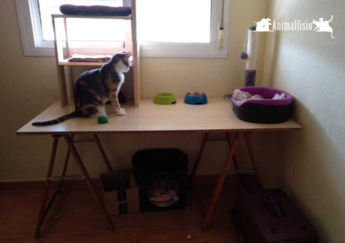 Consejos para crear un ambiente relajado para gatos 4 Consejos para enriquecer el ambiente a nuestros gatos