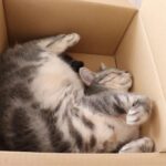 Cuanto tarda un gato en adaptarse a una mudanza 1024x683 1
