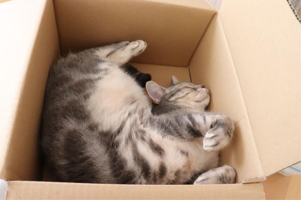 Cuanto tarda un gato en adaptarse a una mudanza 1024x683 1