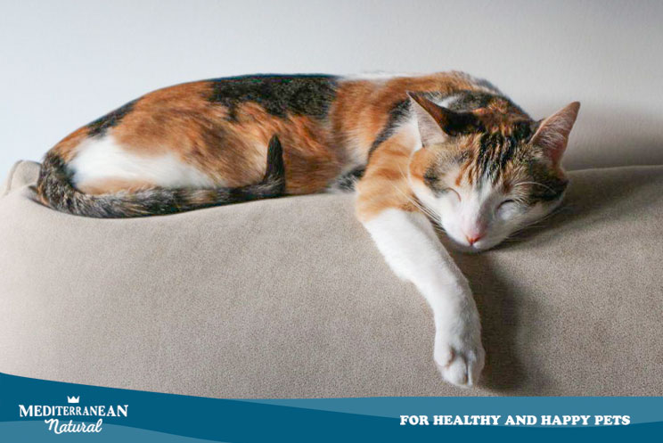 Cuanto tiempo duerme un gato por que puede cambiar su patron de sueno 2