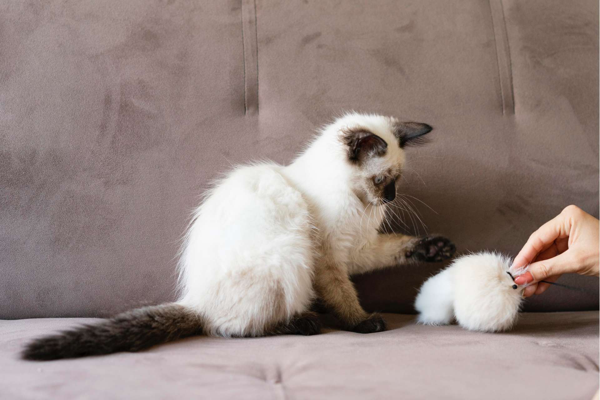 DIVERTIR AL GATO 1